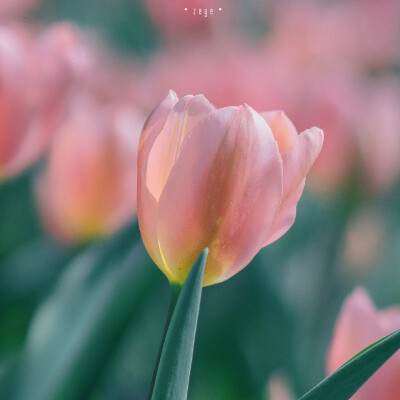 Lovely Pink Tulip
©️択野