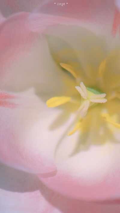 Lovely Pink Tulip
©️択野
