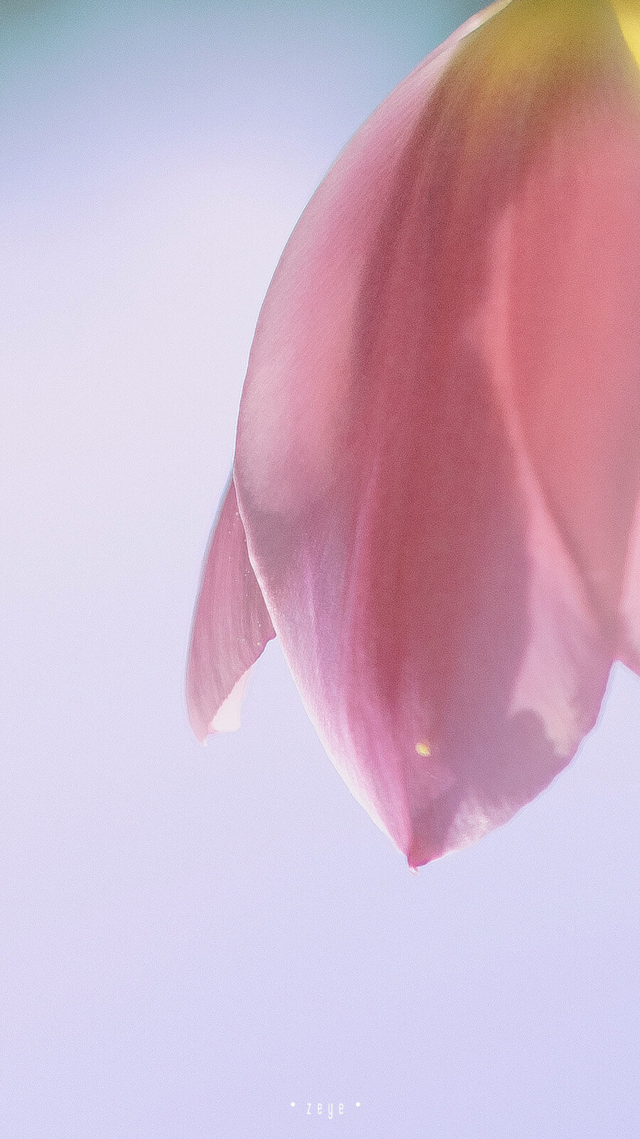 Lovely Pink Tulip
©️択野