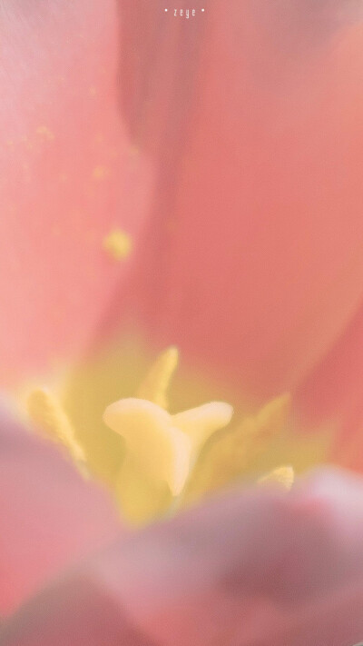 Lovely Pink Tulip
©️択野