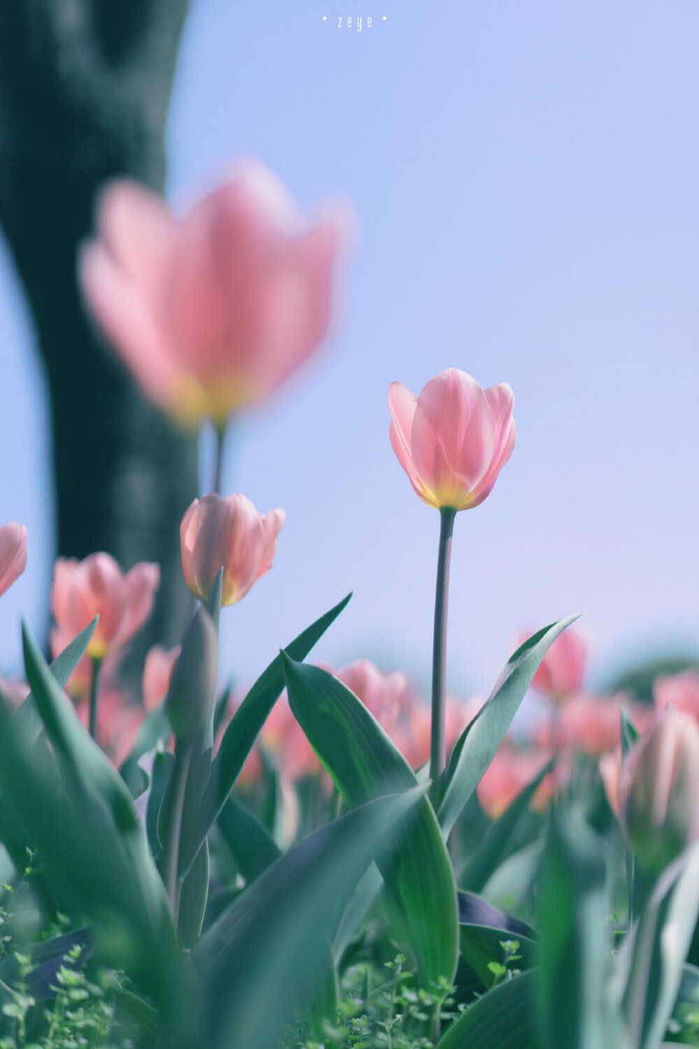 Lovely Pink Tulip
©️択野