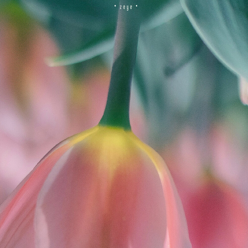 Lovely Pink Tulip
©️択野