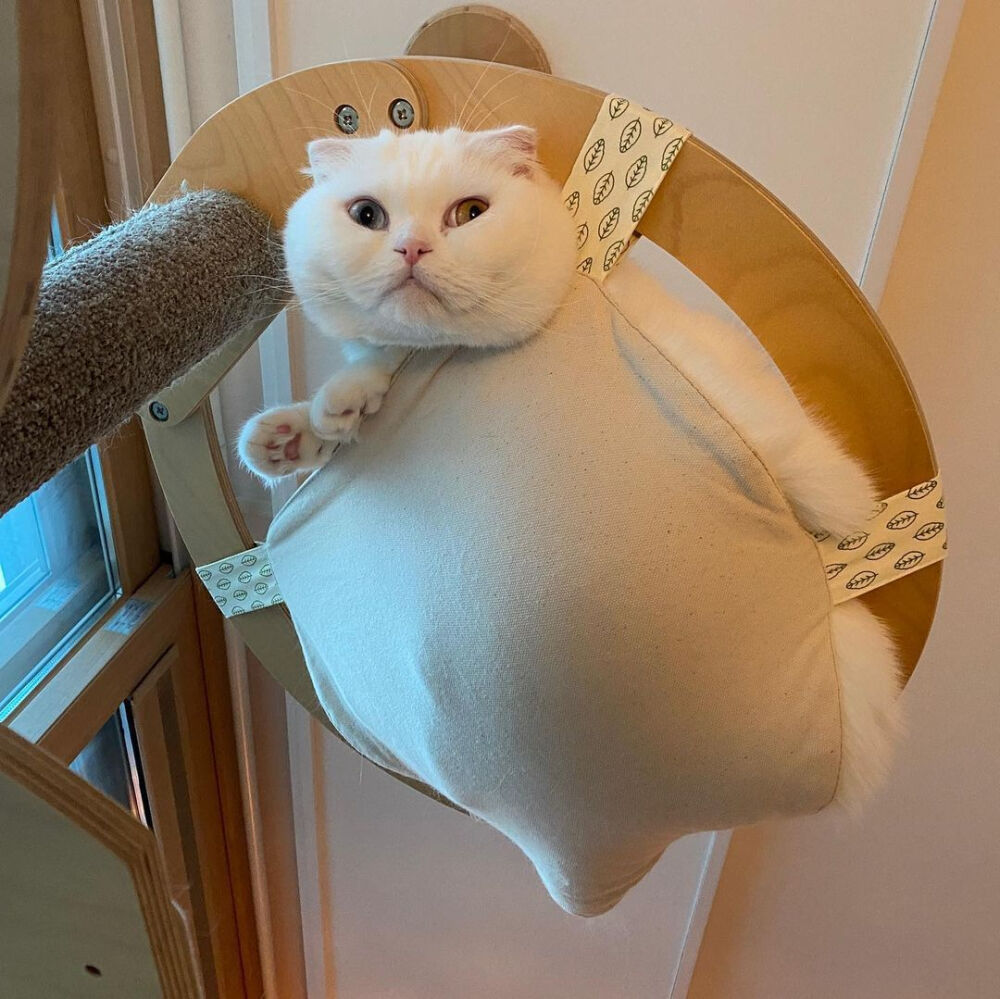 Mongza 猫咪表情包本包
源网侵删 仅作分享♫