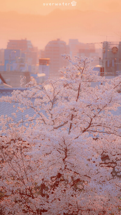 【背景图】初秋总是温柔，日间把夏天留下，日落后还带秋风