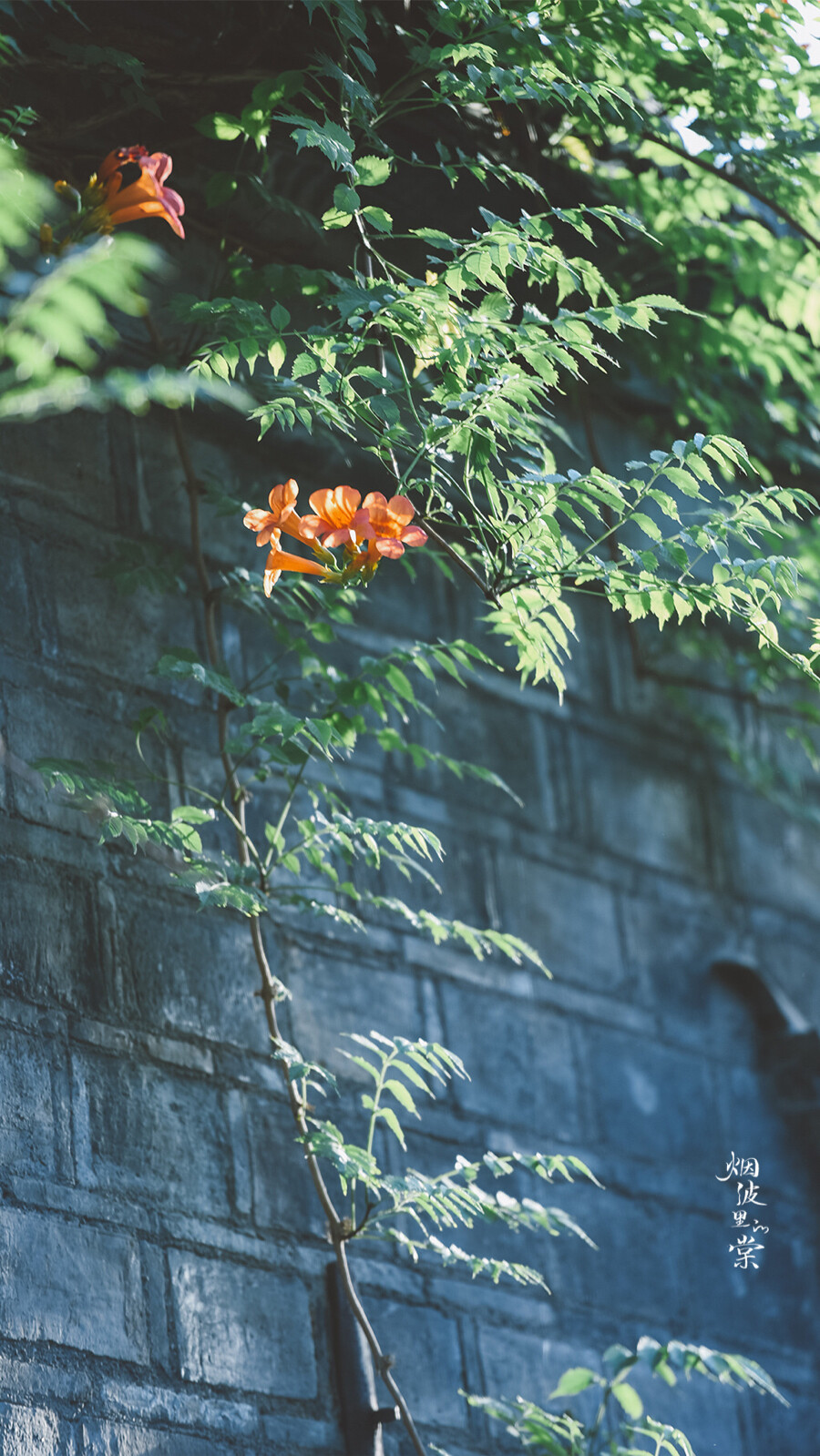 夏日凌霄花满架，香风细叶入诗描