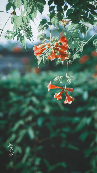 夏日凌霄花满架，香风细叶入诗描