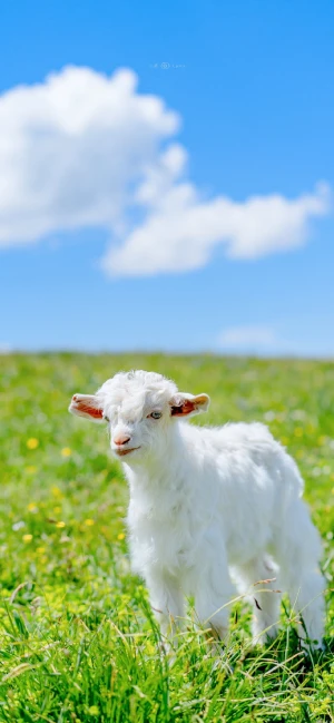 羊咩咩 堆糖 美图壁纸兴趣社区
