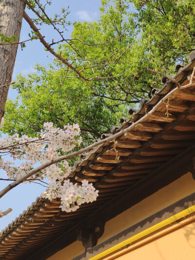 紫阳街 龙兴寺 樱花