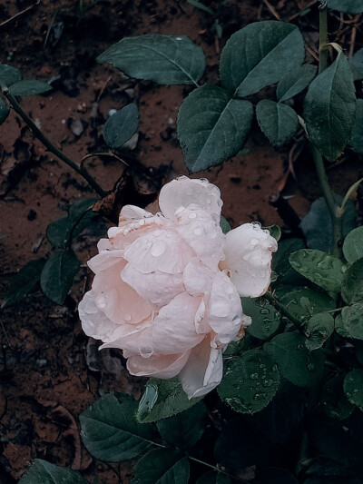 喜欢花，喜欢摄影。
