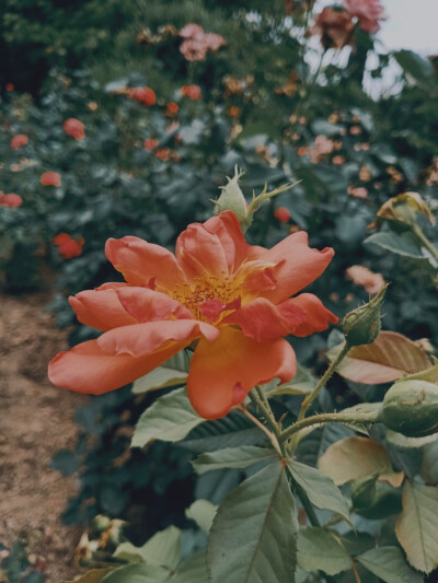 喜欢花，喜欢摄影。