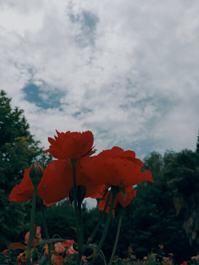 喜欢花，喜欢摄影。