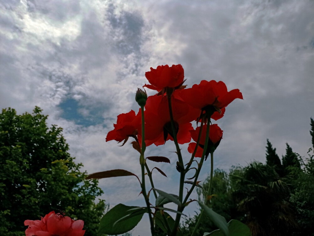喜欢花，喜欢摄影。