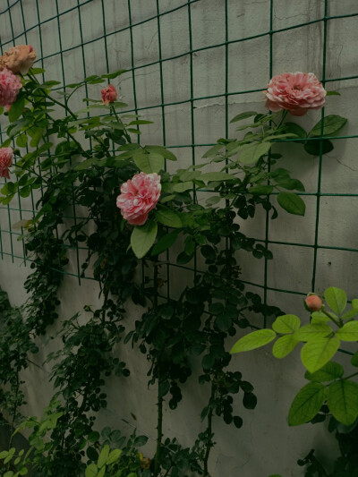 喜欢花，喜欢摄影。