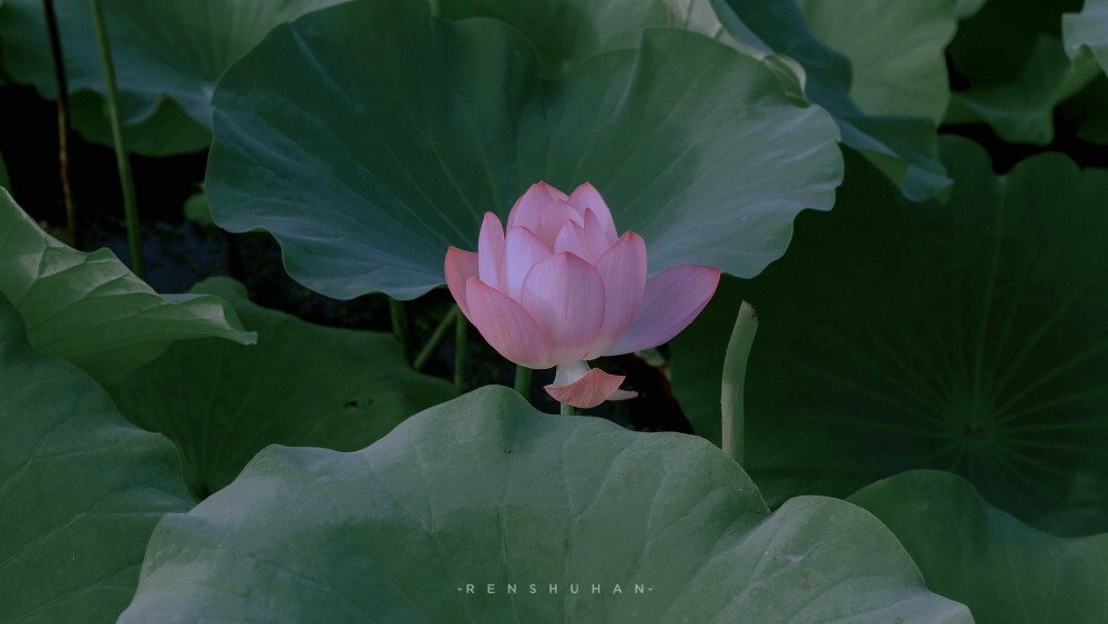 静谧一夏
摄影@任舒寒