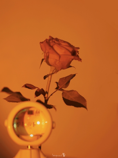 “ 上帝创造了玫瑰 从此有了浪漫主义者”
©️ 冷若熙的猫
