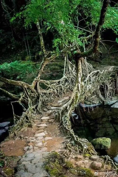 活根桥（Living root bridge），通过牵引橡胶树的根让其缓慢长成一座桥梁，在印度梅加拉亚邦很常见。这种桥需要25-30年的时间生长，并且随时间变得越发坚固。 ​​​