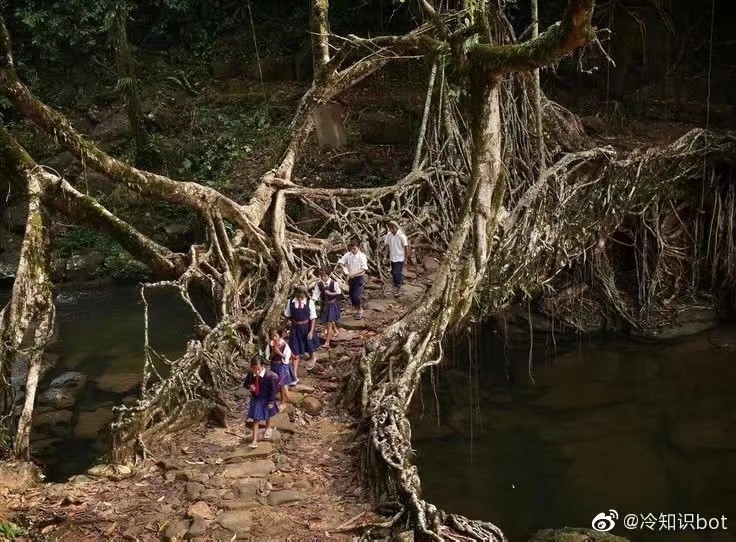 活根桥（Living root bridge），通过牵引橡胶树的根让其缓慢长成一座桥梁，在印度梅加拉亚邦很常见。这种桥需要25-30年的时间生长，并且随时间变得越发坚固。 ​​​