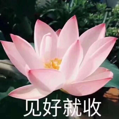 “你找不到的中老年潮流头像来了”