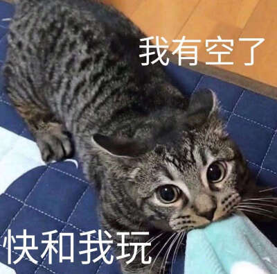 猫咪