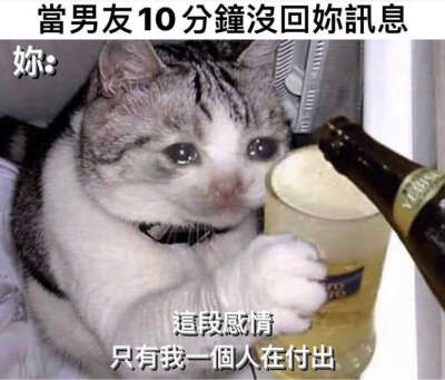 猫咪