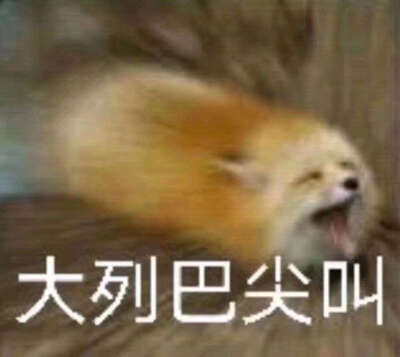 狐狸