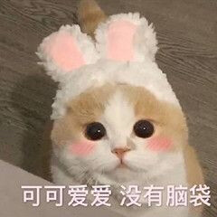 猫咪表情包，猛男必备