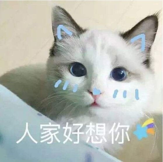 猫咪表情包，猛男必备