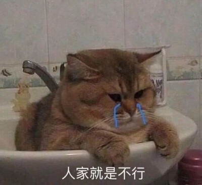 猫咪表情包，猛男必备