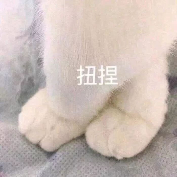 猫咪表情包，猛男必备