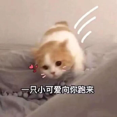 猫咪表情包，猛男必备