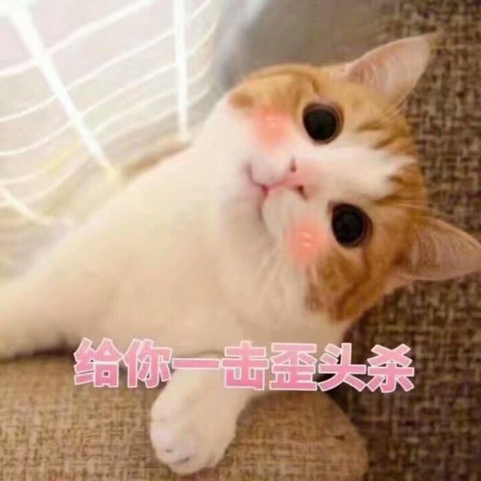 猫咪表情包，猛男必备