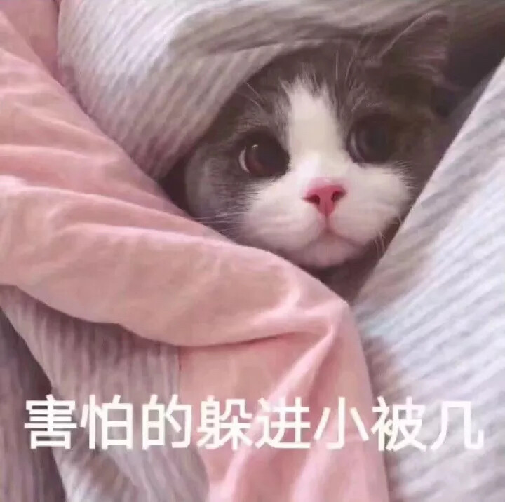 猫咪表情包，猛男必备