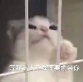 猫咪表情包，猛男必备