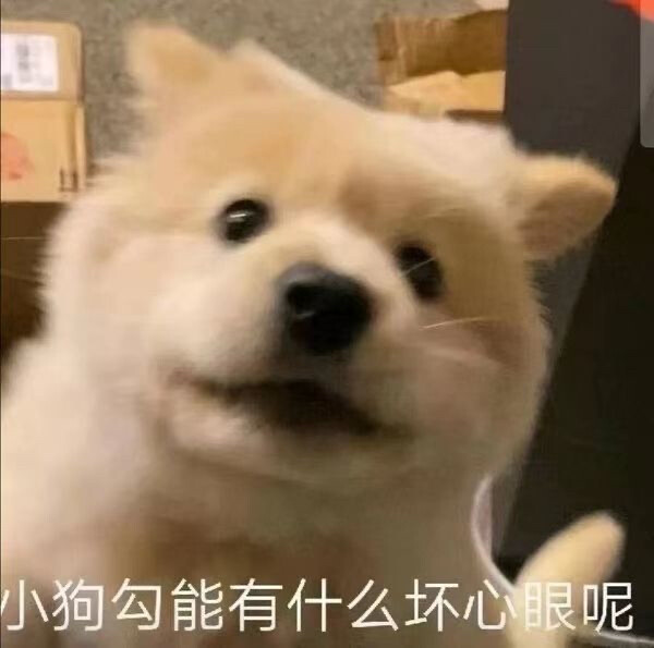 狗狗表情包