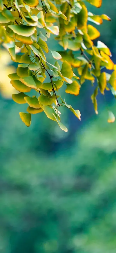 植物素材