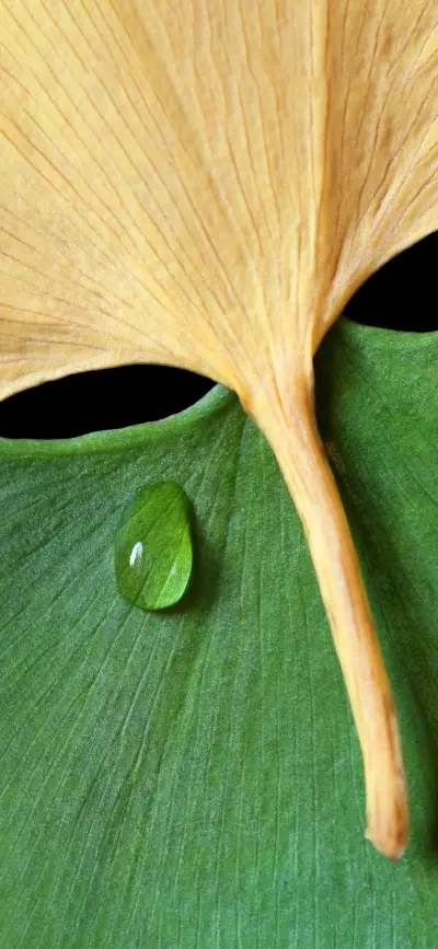 植物素材