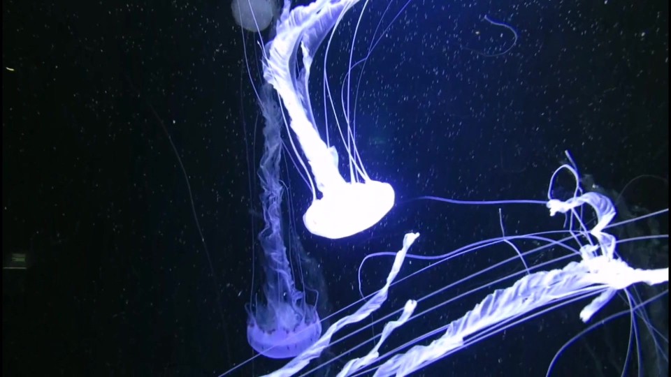 投影仪拍照背景