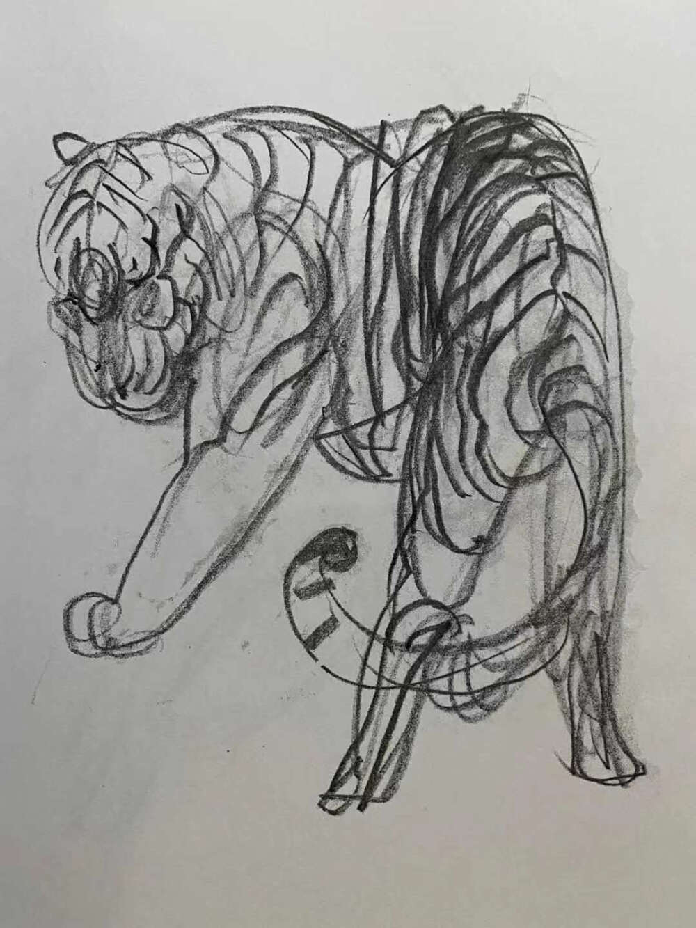 周永阳动物速写作品选，虎，画龙画虎皆为大器，双眸锐利,散发着凌凛冽的气息,俯瞰一切的霸气.似乎只要一声吼叫,整个森林便会自发颤抖,万众生灵皆会俯首称臣.