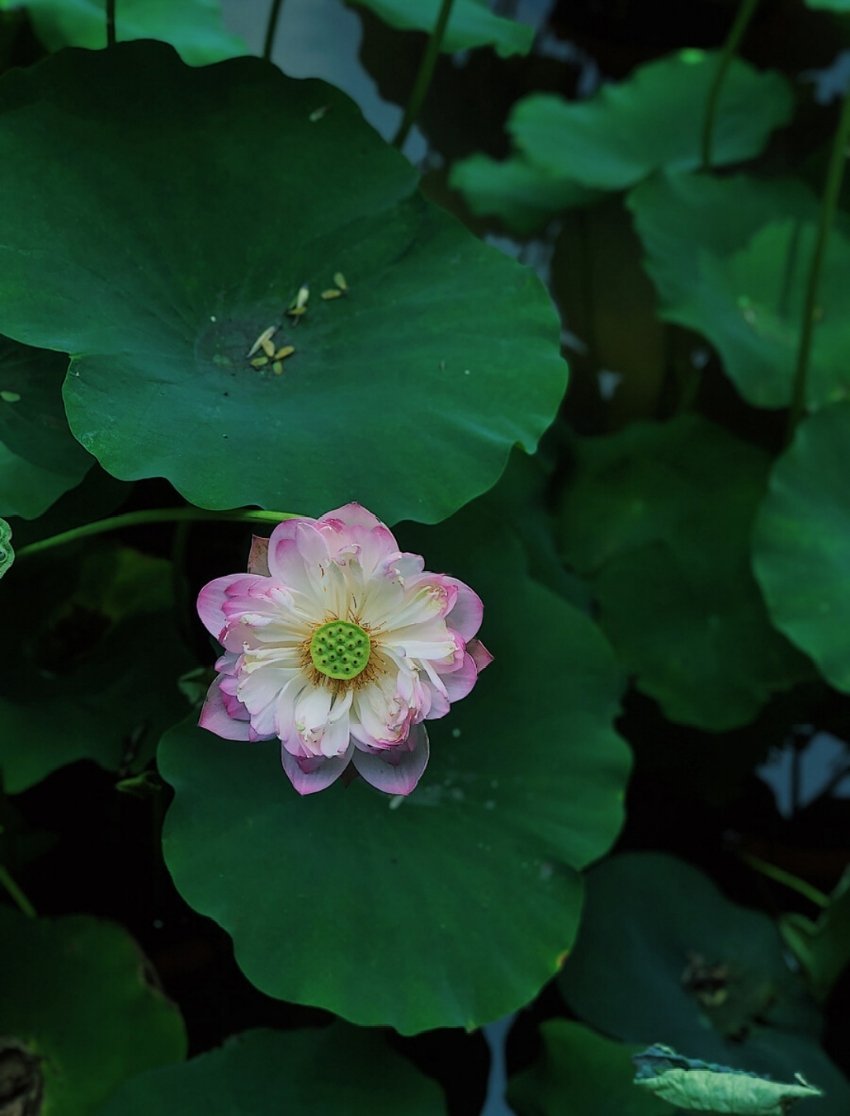 红颜易老，刹那芳华，与其天涯思恋，莫若相忘于江湖。