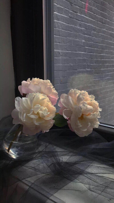 Hua Shu Ying。
（喜收藏 并点赞 感谢关注）