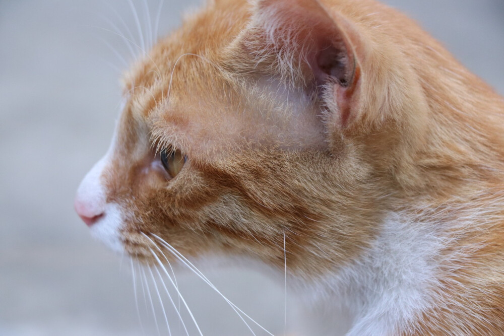 猫 橘猫 流浪猫