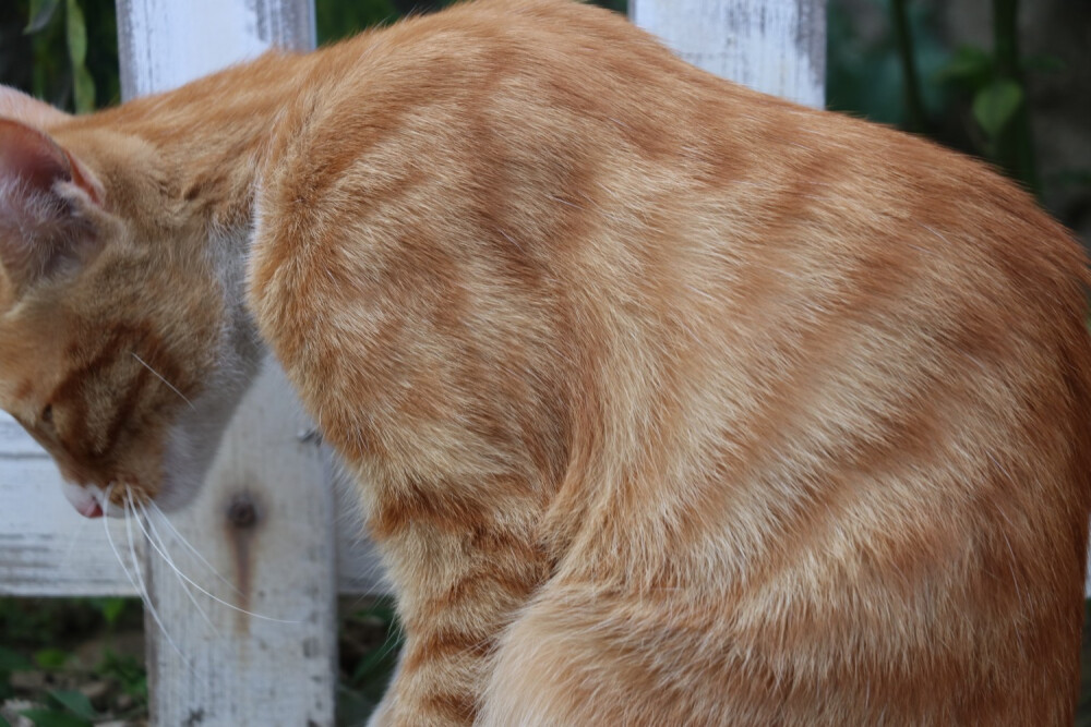 猫 橘猫 流浪猫