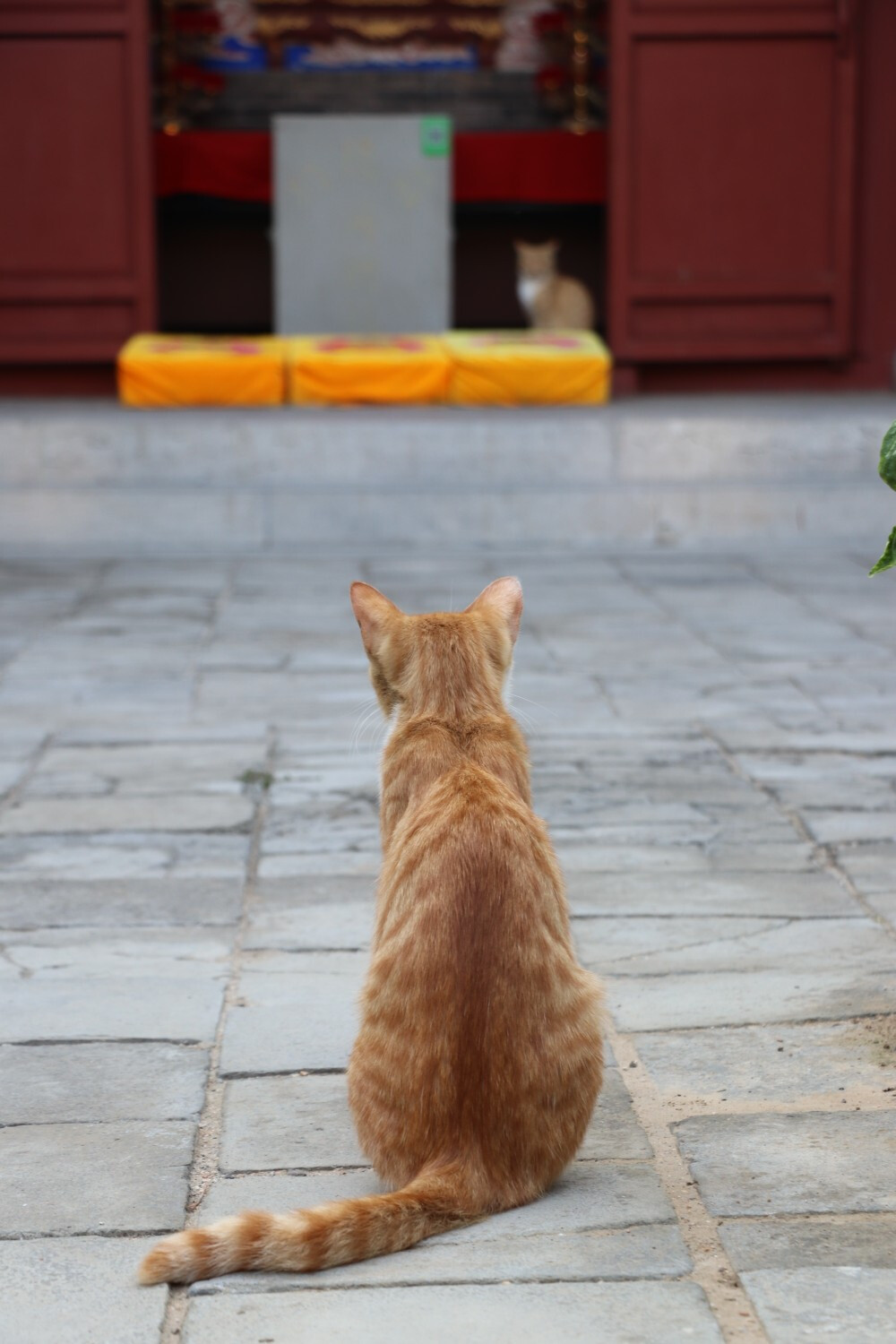 猫 橘猫 流浪猫