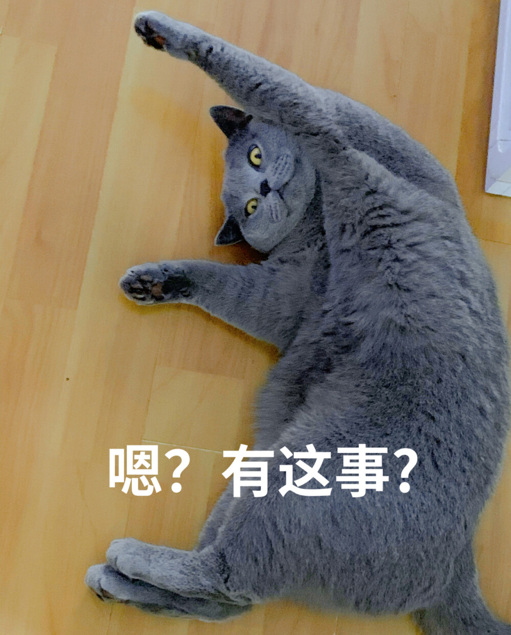 猫咪表情包