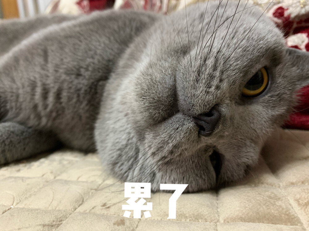 猫咪表情包