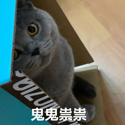 猫咪表情包