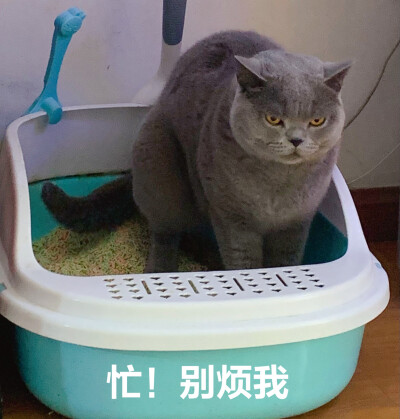 猫咪表情包