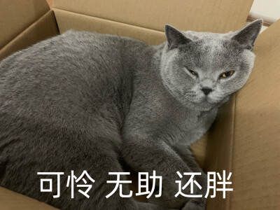 猫咪表情包