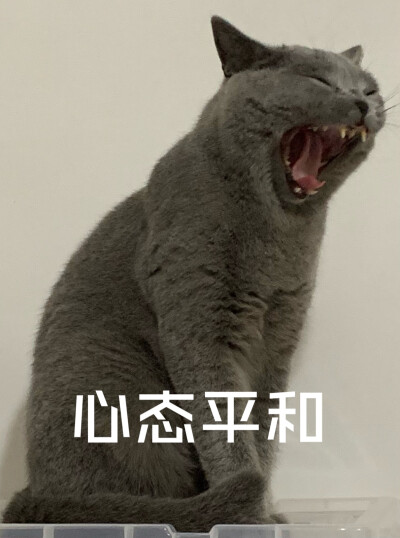 猫咪表情包