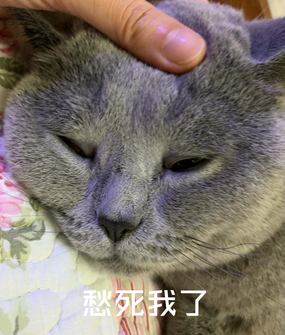 猫咪表情包